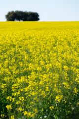 Countryside landscape full of yellow little flowers, Juan Lacaze, Colonia, Uruguay.