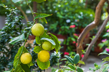 Beautiful view of growing lemons on tree. Greece.