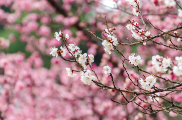 Cherry blossoms in the blooming season at Tokyo, Japan