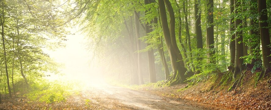 Pathway in a majestic forest. Natural tunnel. Mighty tree silhouettes. Fog, sunbeams, soft sunlight. Atmospheric dreamlike summer landscape. Pure nature, ecology, fantasy, fairytale