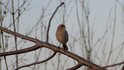Sparrow resting up before winter