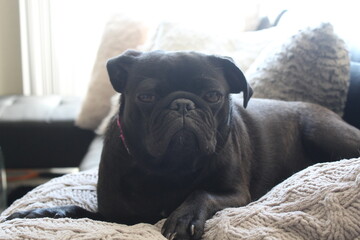 Black Pug Dog Puppy