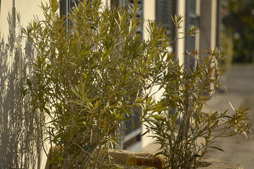 Oleander plant used as an ornament