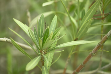 Detail of some oleander plant leaves