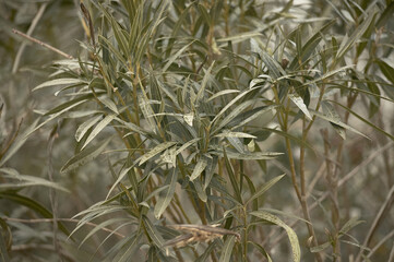The oleander plant detail