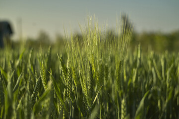 Macro shot of some ears of wheat - obrazy, fototapety, plakaty