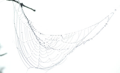 Spinnennetz schattenriss