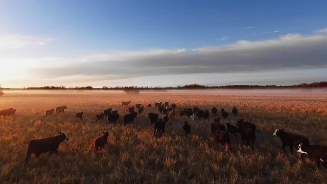 Aerial drone moves over big flock of black running cows on a sunny evening day, drone shot a foggy autumn field landscape in Manitoba, Canada