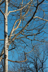 poplar tree and blue sky - december
