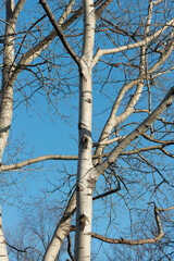 poplar tree on a sunny afternoon in december