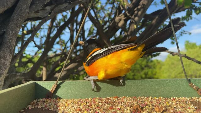 Bird Campo Troupial or Icterus jamacaii jumps on a bird feeder to eat.
