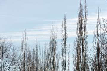 trees against cloudy blue sky in mid december