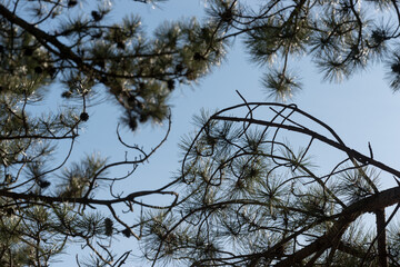 background with pine tree branches and needles