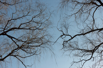 tree branches against blue sky