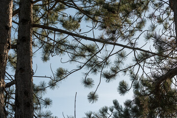 pine needles background
