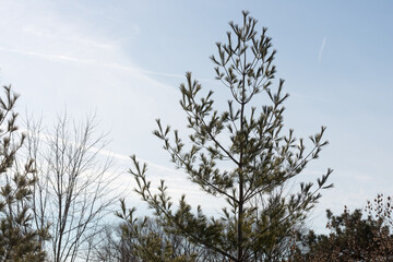 Fototapeta premium pine tree against blue sky in mid december