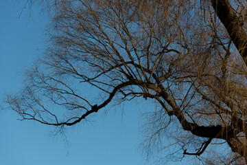 tree branches against blue sky