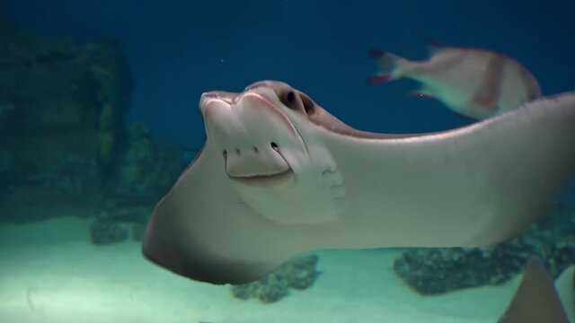 Fish The cownose ray (Rhinoptera&nbsp;bonasus) is a species of eagle ray found throughout a large part of the western Atlantic and Caribbean