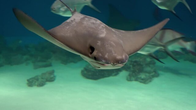 Fish The cownose ray (Rhinoptera&nbsp;bonasus) is a species of eagle ray found throughout a large part of the western Atlantic and Caribbean