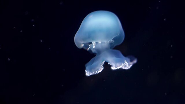 The spotted jelly (Mastigias papua), lagoon jelly, golden medusa, or Papuan jellyfish