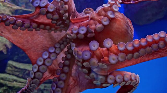 The giant Pacific octopus (Enteroctopus dofleini, formerly also Octopus apollyon), also known as the North Pacific giant octopus