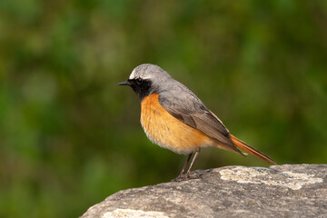 Obraz premium redstart