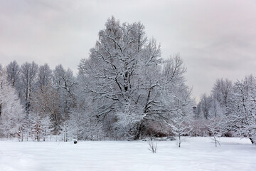 Beautiful winter landscape with field of white snow and forest on horizon on sunny frosty day