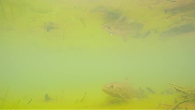 Wolf fish or tra&iacute;ra, freshwater predator under shallow and turbid water with movements typical of the species (Hoplias Malabaricus). 