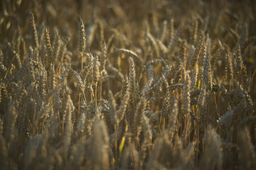 The wheat field ready for harvest