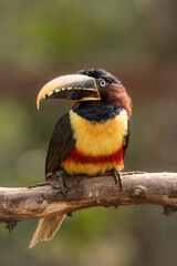 Fasten your (red) belt