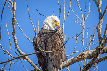 Bald eagle
