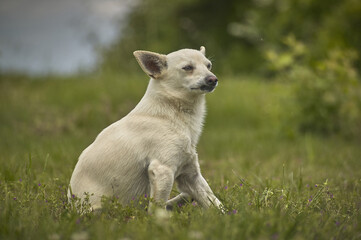 Dog Look proud  detail