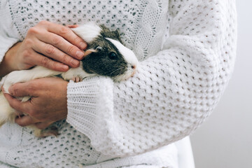 A middle-aged woman holds a guinea pig in her arms. Pet therapy, care and grooming. Human-Animal...