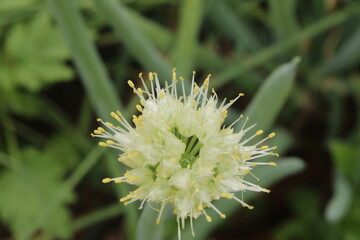 FLOR DA CEBOLA; RIO BONITO DE LUMIAR, NOVA FRIBURGO/RJ