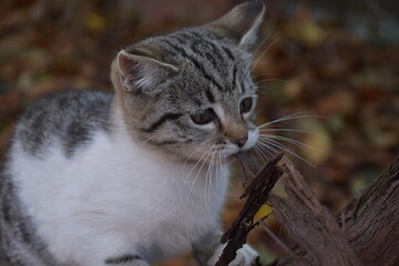 Obraz premium portrait of a cat