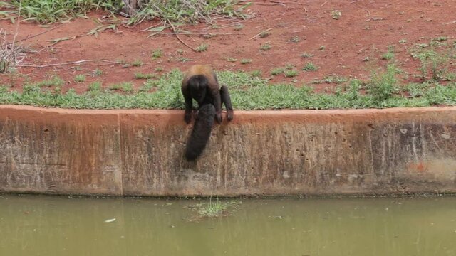 Very rare and endangered Brazilian tamarin endemic to the Amazon region, of the species "Chiropotes satanas" and "Chiropotes utahicki" known as "caxi&uacute;-preto and caxi&uacute;-marrom"