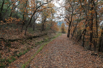 Fototapeta premium Autumns path