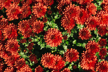 Red chrysanthemum background. Color flower texture. Closeup macro pattern. Floral texture. Sunlight natural petal pattern.