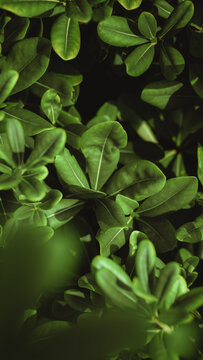 Vertical shot of cheesewood leaves in a garden under the sunlight