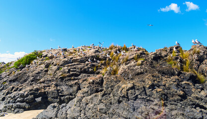 Seagull Birds Nesting Rocks at Tawharanui Beach and Regional Park, Auckland New Zealand