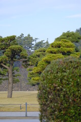 Pine trees in Marunouchi, Tokyo, 12/12/2021