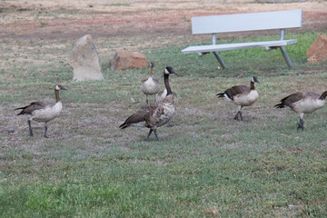 Obraz na płótnie Canvas country geese in a park
