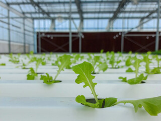 Hydroponic lettuces in hydroponic pipe. Hydroponic vegetable farm.