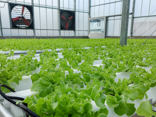 Hydroponic lettuces in hydroponic pipe. Hydroponic vegetable farm.