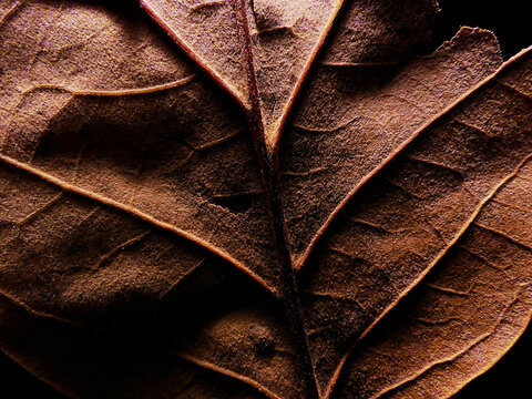 dried fallen brown leaf