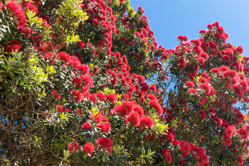 Blooming Pohutukawa Flowers New Zealand; The Flowers are only Blooming in Summer Time