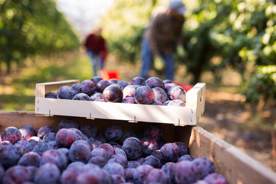 Wooden boxes filled with ripe plums placed amongst rows of trees in plantation.