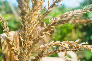 Up close view of dried out corn tassel.