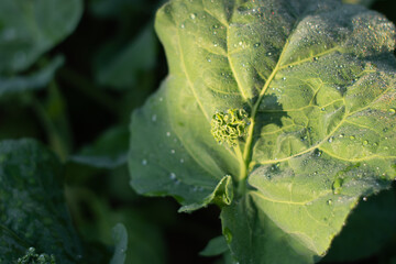 Fresh Chinese kales (Brassica oleracea var. alboglabra) leaves, green organic vegetables for...