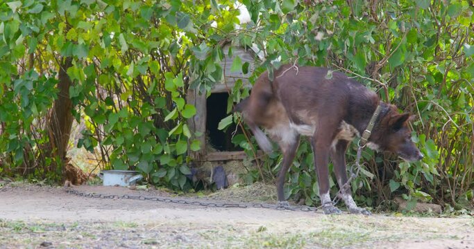 Dark brown domestic dog tied to chain itches walking in yard against wooden kennel surrounded BY lush bushes in countryside